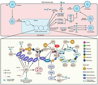 Sirtuins as Potential Therapeutic Targets for Hepatitis B Virus Infection